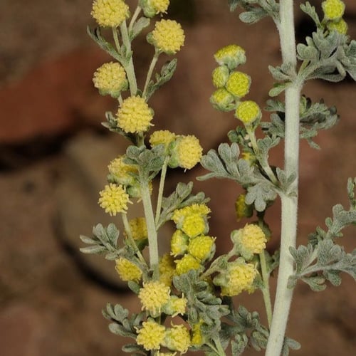 جملة 2000 بذرة من عشبة البعيثران