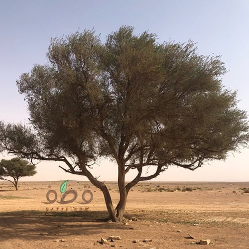 جملة 500 بذرة طلح النجدي