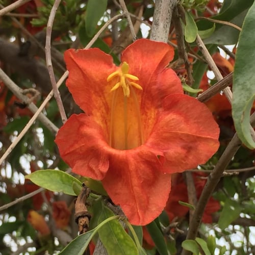 بذور شجرة الفرفارة