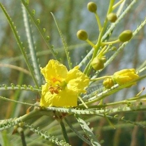 بذور شجرة باركنسونيا شوكة الفرس