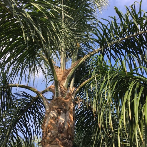 بذور نخيل الكوكس الباسقة