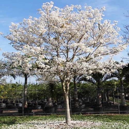 بذور شجرة تابوبيا البيضاء