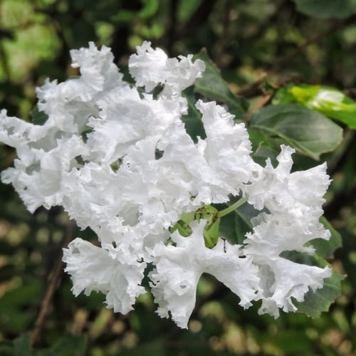 بذور شجرة تمر حنا الأبيض