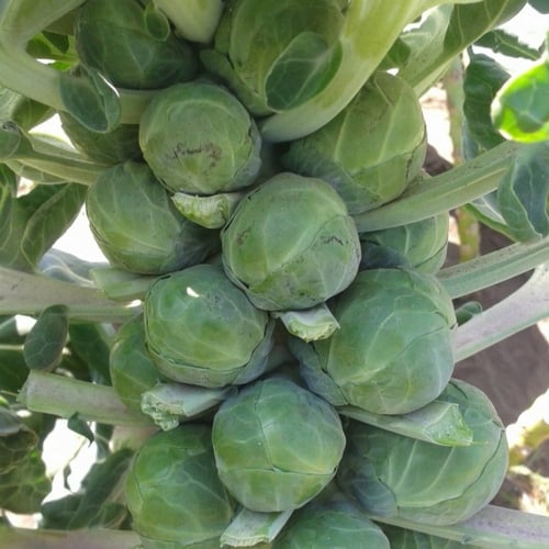 بذور ملفوف كرنب بروكسل