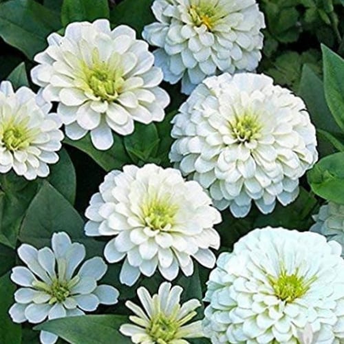 بذور زهرة الزينيا البيضاء