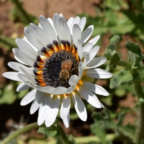 جملة 500 بذرة من زهرة ملكة الحقل اركتوتس