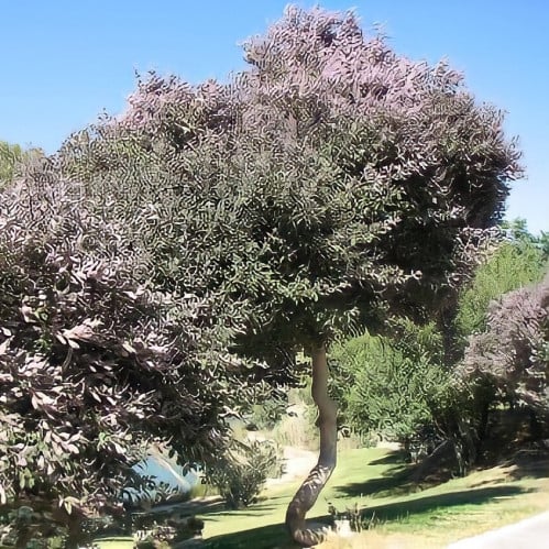 بذرة شجرة الوايتكس