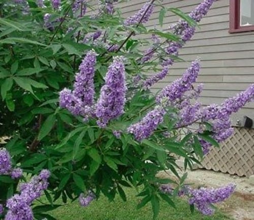 جملة 500 بذرة من شجرة كف مريم