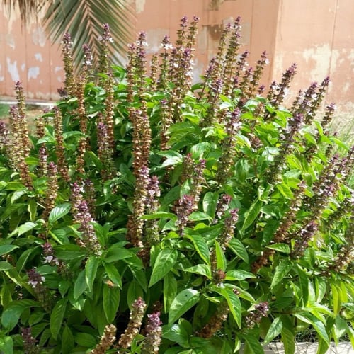 بذور الريحان الهندي