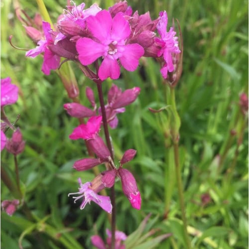 جملة 500 بذرة من زهرة فيسكاريا