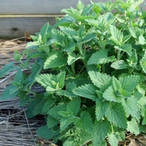 بذور النعناع البري