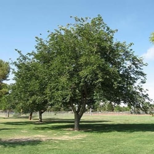 بذور التوت الروسي