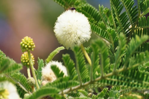 جملة 500 بذرة طلح النجدي