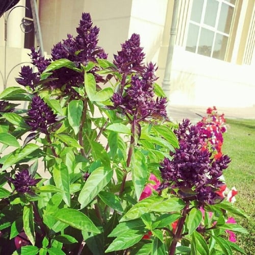 بذور الريحان الهندي