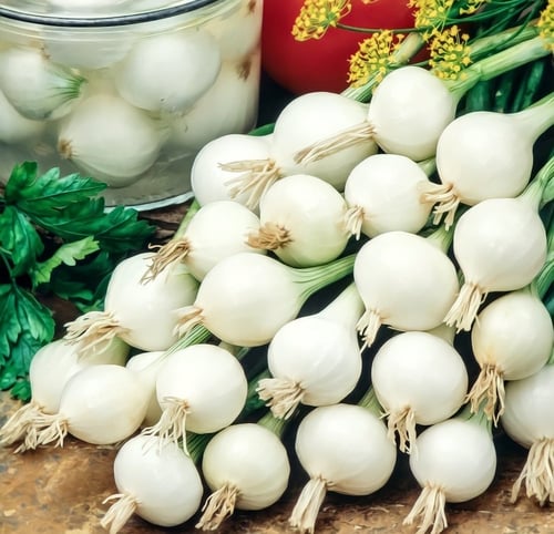 بذرة بصل بارليتا الايطالي