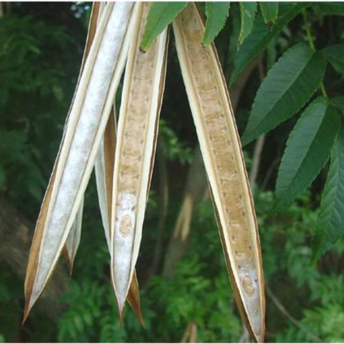 بذور شجرة تيكوما . ستانس