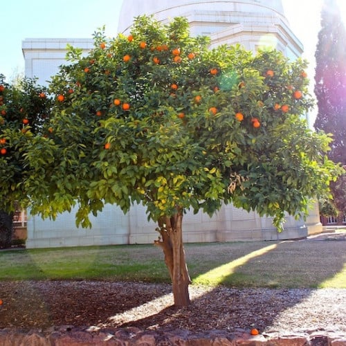 بذور شجرة النارنج أصل الحمضيات