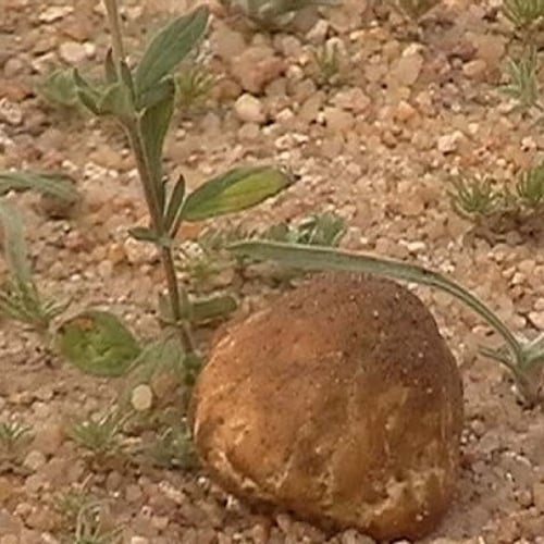 بذور الارقة أو الجريد أو الارجة او الاجرد المغذي ل...