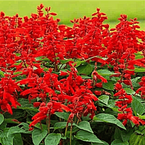 بذور زهرة سلفيا الحمراء