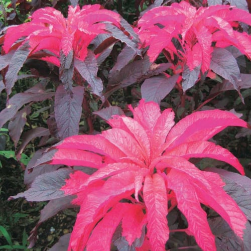 بذور امرنتس ثلاثي الألوان