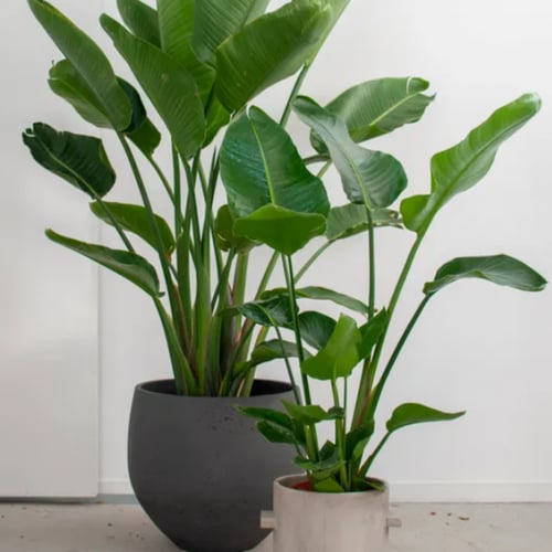 بذور شجرة عصفور الجنة أوجاستا