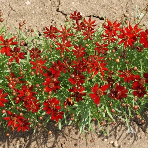 بذور زهرة كريوبسس الحمراء