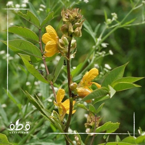 بذور كاسيا اوكدنتاليس سنا القهوة