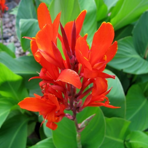 بذور الكنا الحمراء أو القنا الهندي