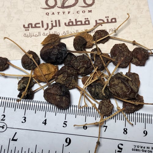 بذور شجرة تنضب النادرة