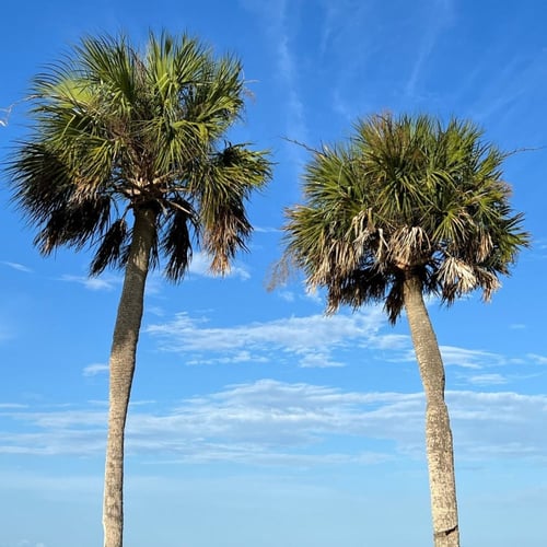 بذور نخيل سابال ذيل الطاؤوس