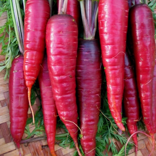 بذور الجزر الارجواني الأحمر