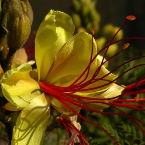 بذور شجرة الطاووس سلسبينيا الصفراء