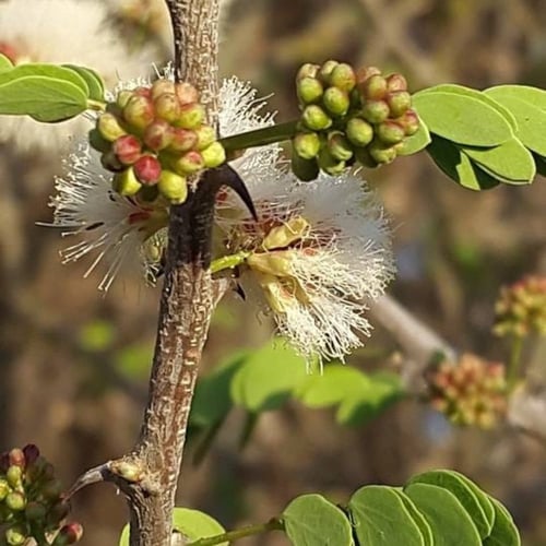 بذور طلح الضبة العسلي