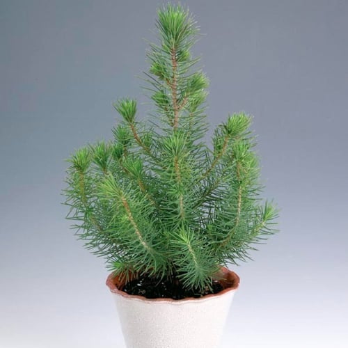 بذور شجرة الصنوبر المثمرة