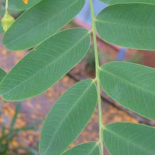 بذور شجرة جاكرندا صفراء - ابو المكارم