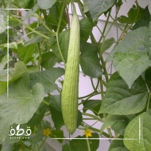 بذور القثاء فقوس