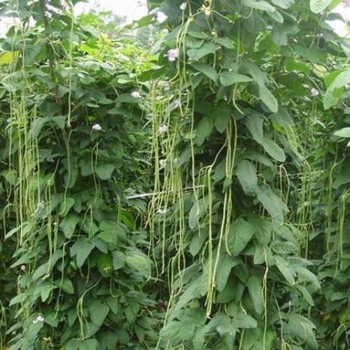 بذور اللوبيا الطويلة