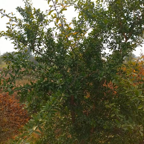 بذور شجرة الهجليج البرية