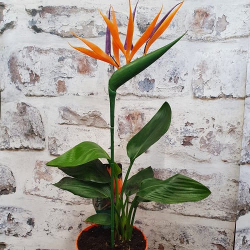 بذور شجرة عصفور الجنة أوجاستا