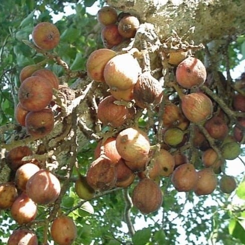 بذور شجرة الجميز المثمرة