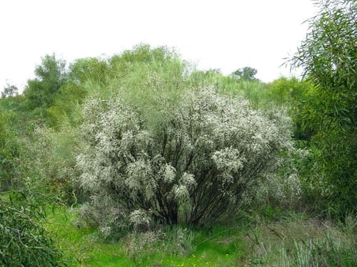 بذور شجيرة الرتم