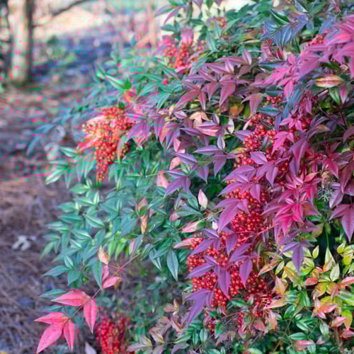 بذور شجرة ناندين للزينة