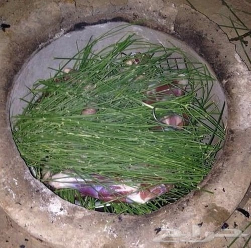 بذور شجرة المرخ العطرية