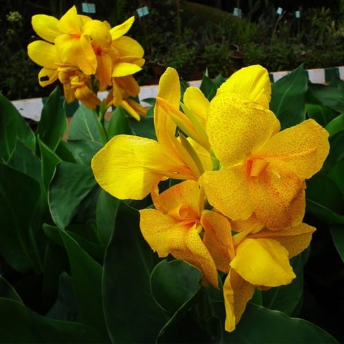 بذور الكنا الصفراء أو القنا الهندي