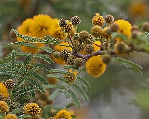 جملة 500 بذرة من طلح الفتنة فرنسيانا