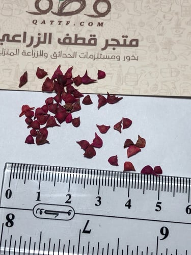 بذور السبانخ