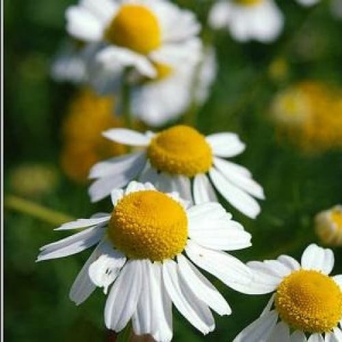 بذور بابونج أوروبي