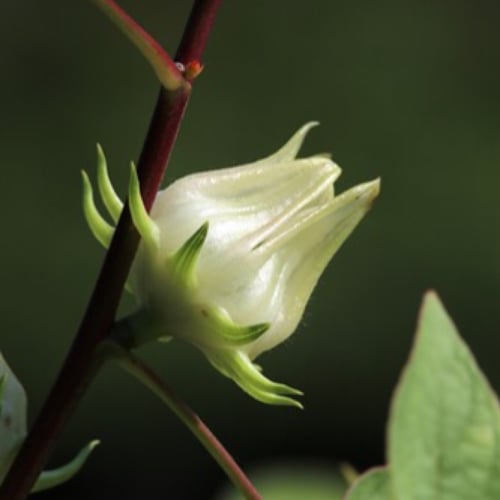 جملة بذور نبات الكركديه غجر ابيض