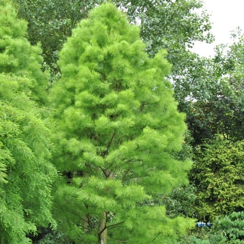 بذور شجرة تاكسوديوم