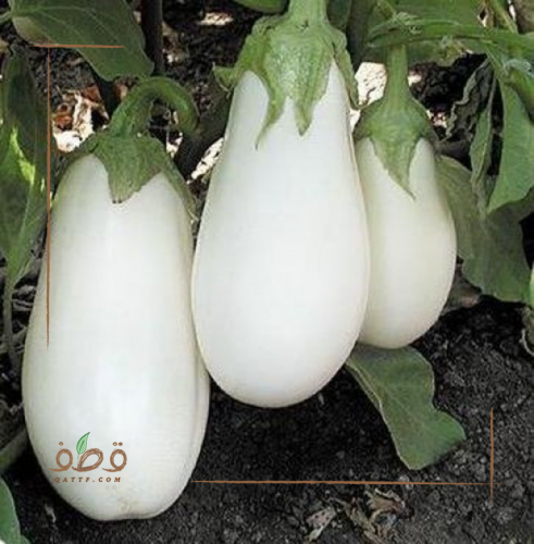 بذور الباذنجان كاسبر الأبيض